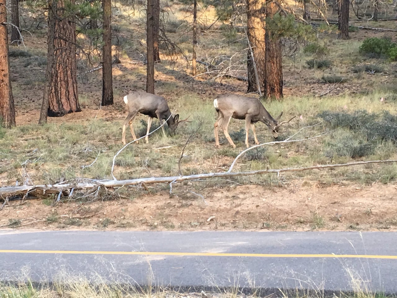 Weg zum Bryce Canyon
